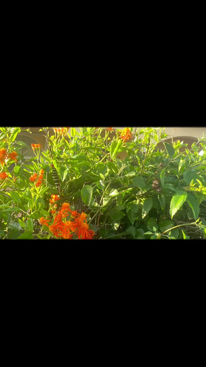 @🇦🇬🇩🇲Phoenix🐦🔥🇺🇸 ♍️