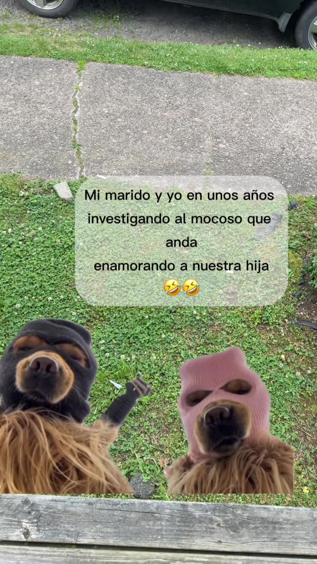 @Sigua TikTok