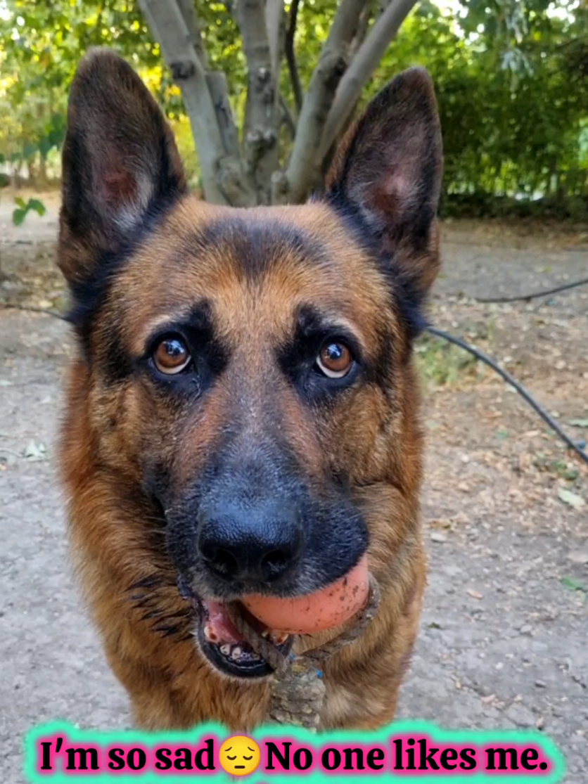 @germansheperd.Rexi