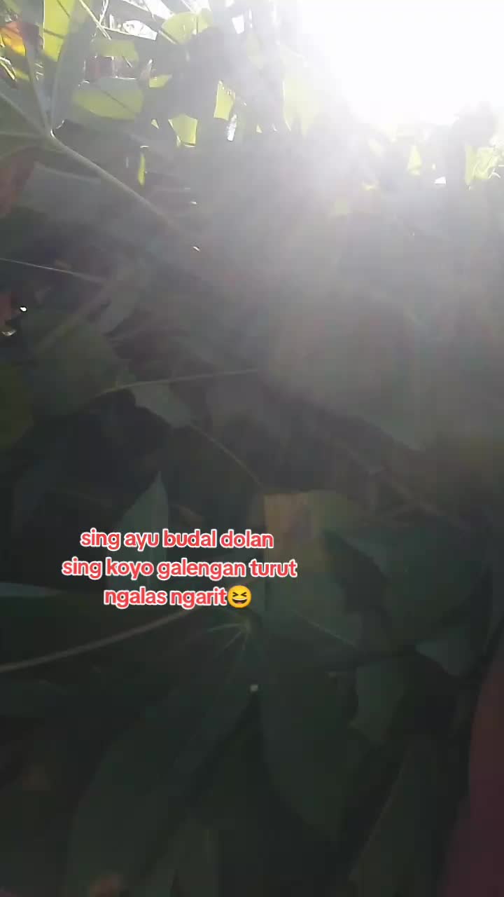 @mamamuda