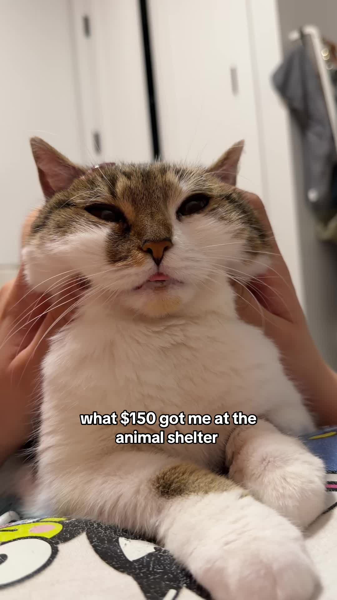 @Suki Purrs