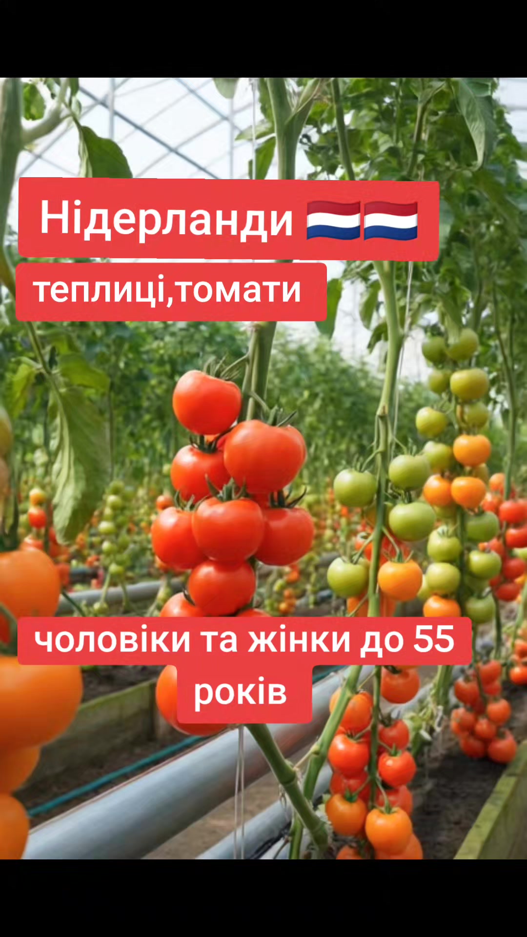 @Бельгія та Нідерланди