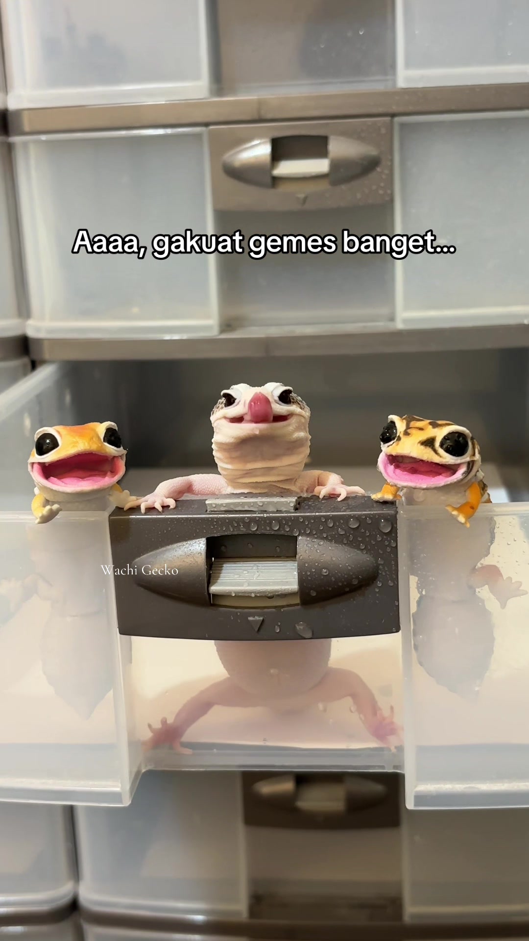 @wachigecko