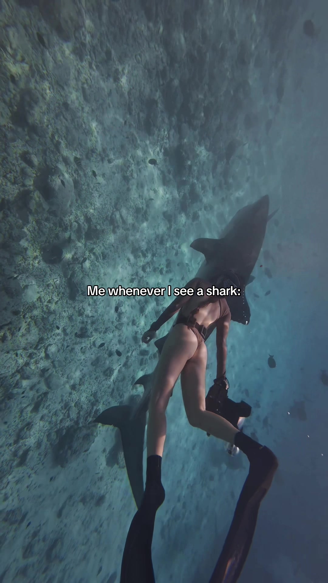 @Kendall | Shark Photographer