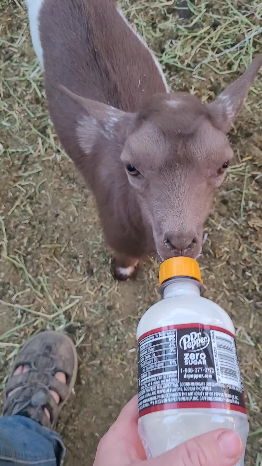 @VioletHorizonsFarm