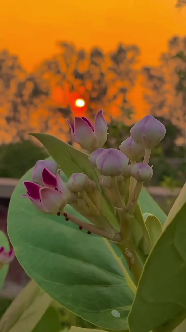 @kamalashan