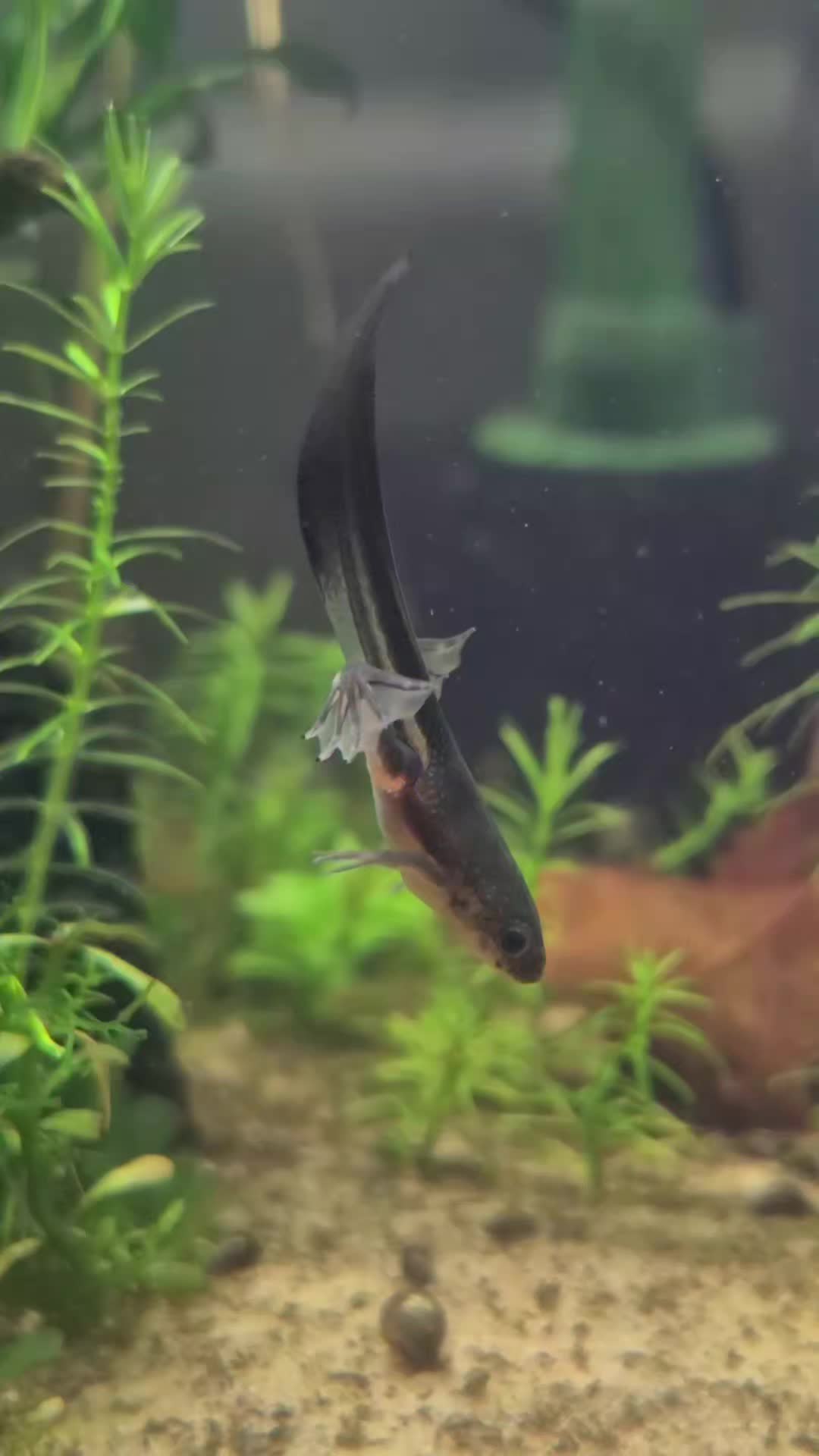 @Schalkx.Aquatics