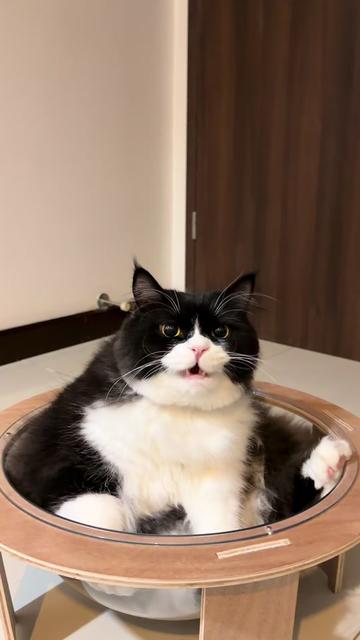 @Bucin cat
