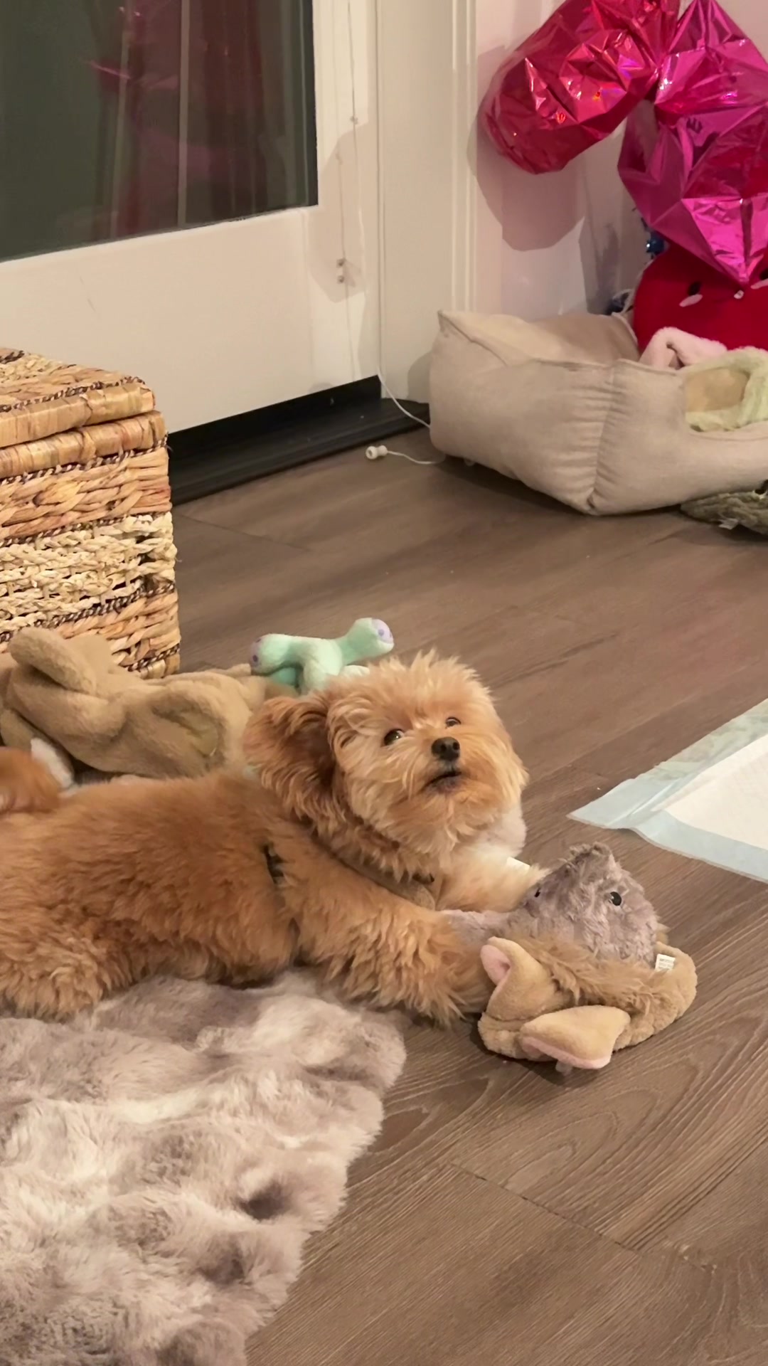 @pomapoo.barney