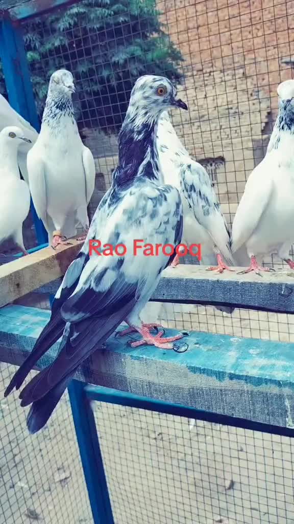 @Rao Farooq