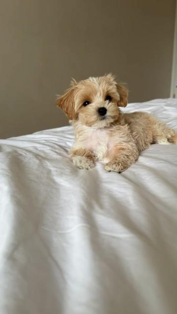 @Maltipoo Puppy Place