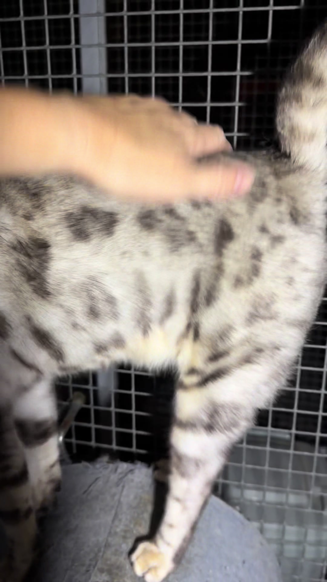 @Herongate Village Cattery