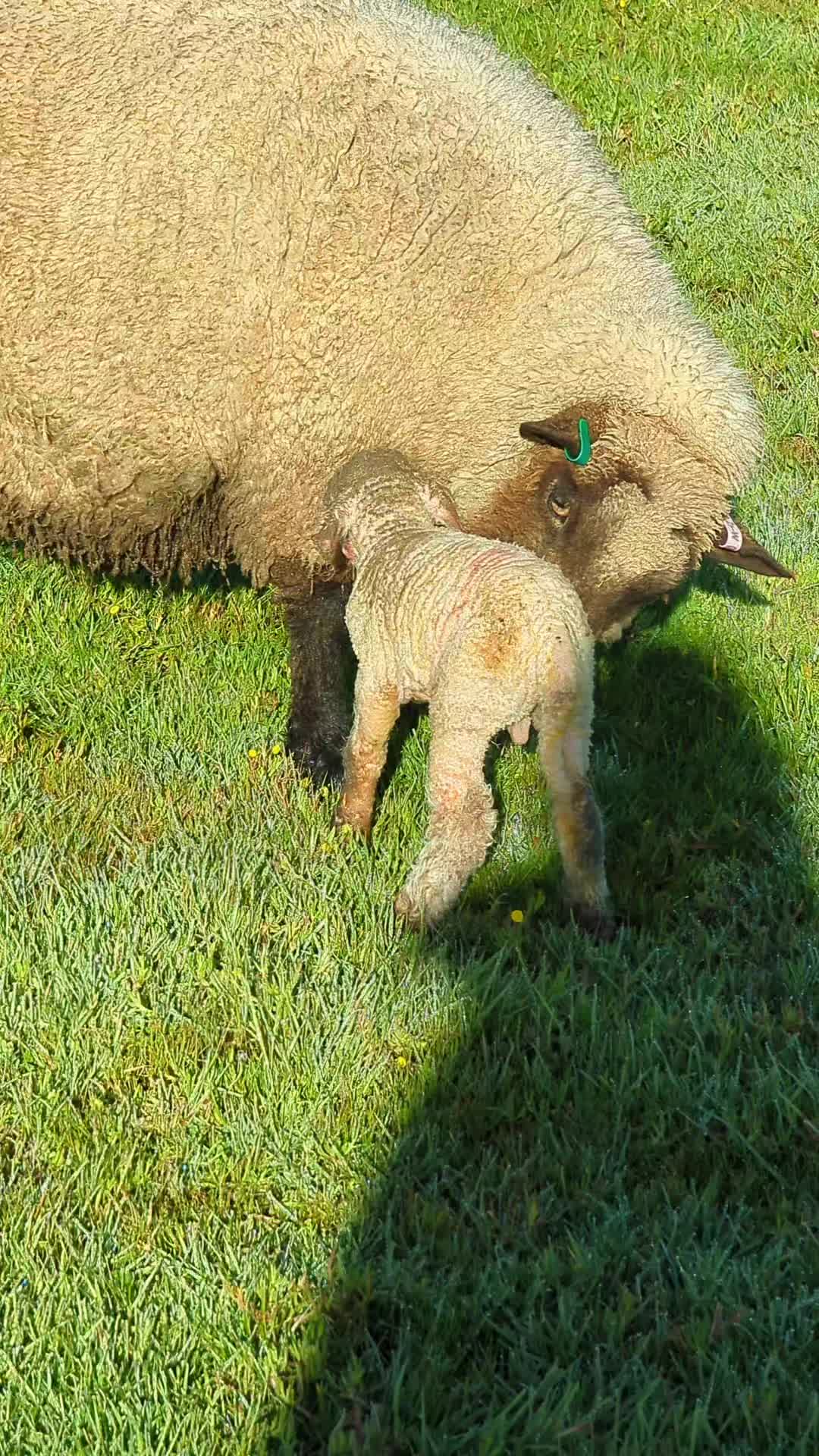 @Gardin Park Babydoll Sheep