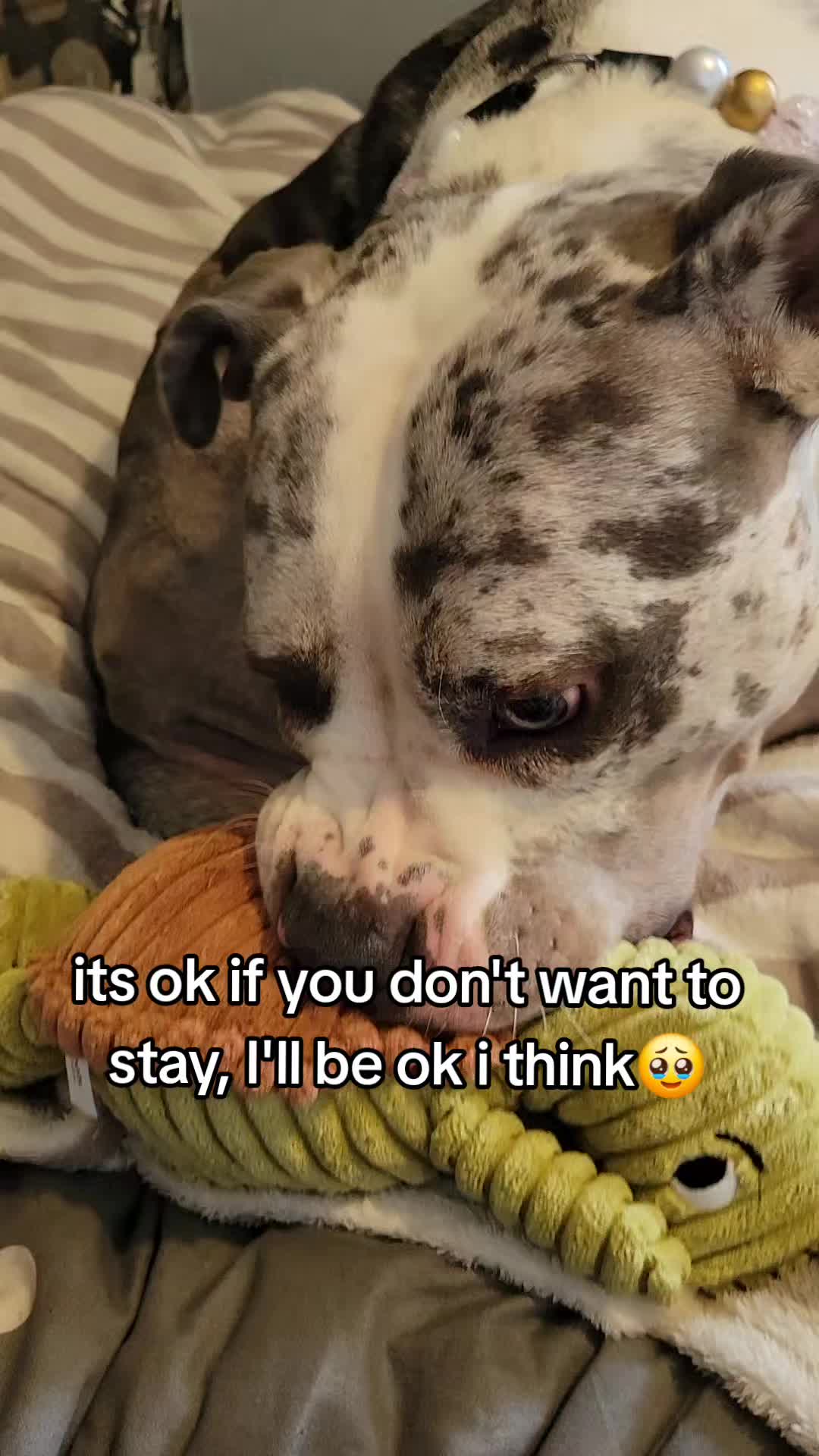 @kirsty+starlight the xl bully