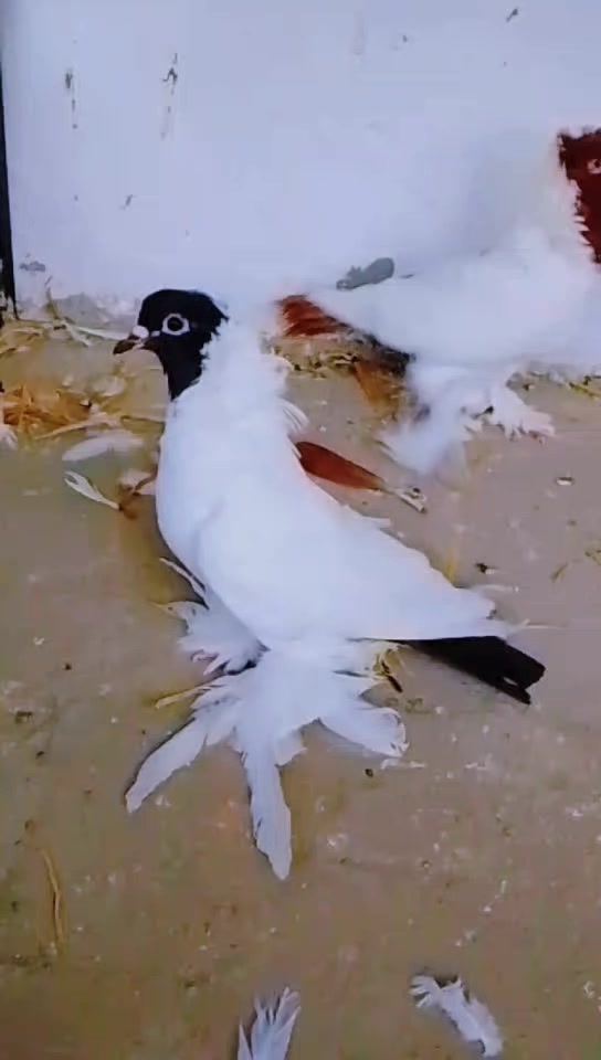 @royal birds