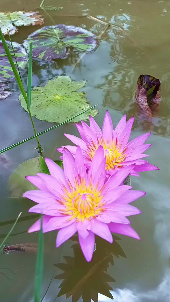 @sukunya tanna