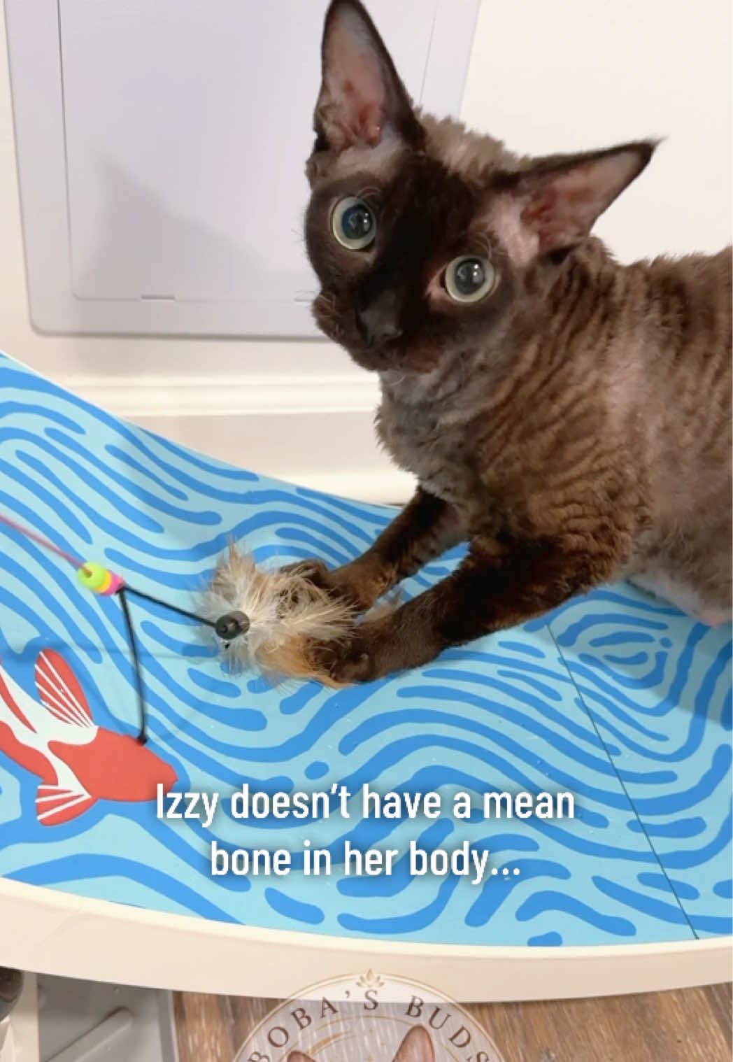 @Boba’s Buds Minskin Cats