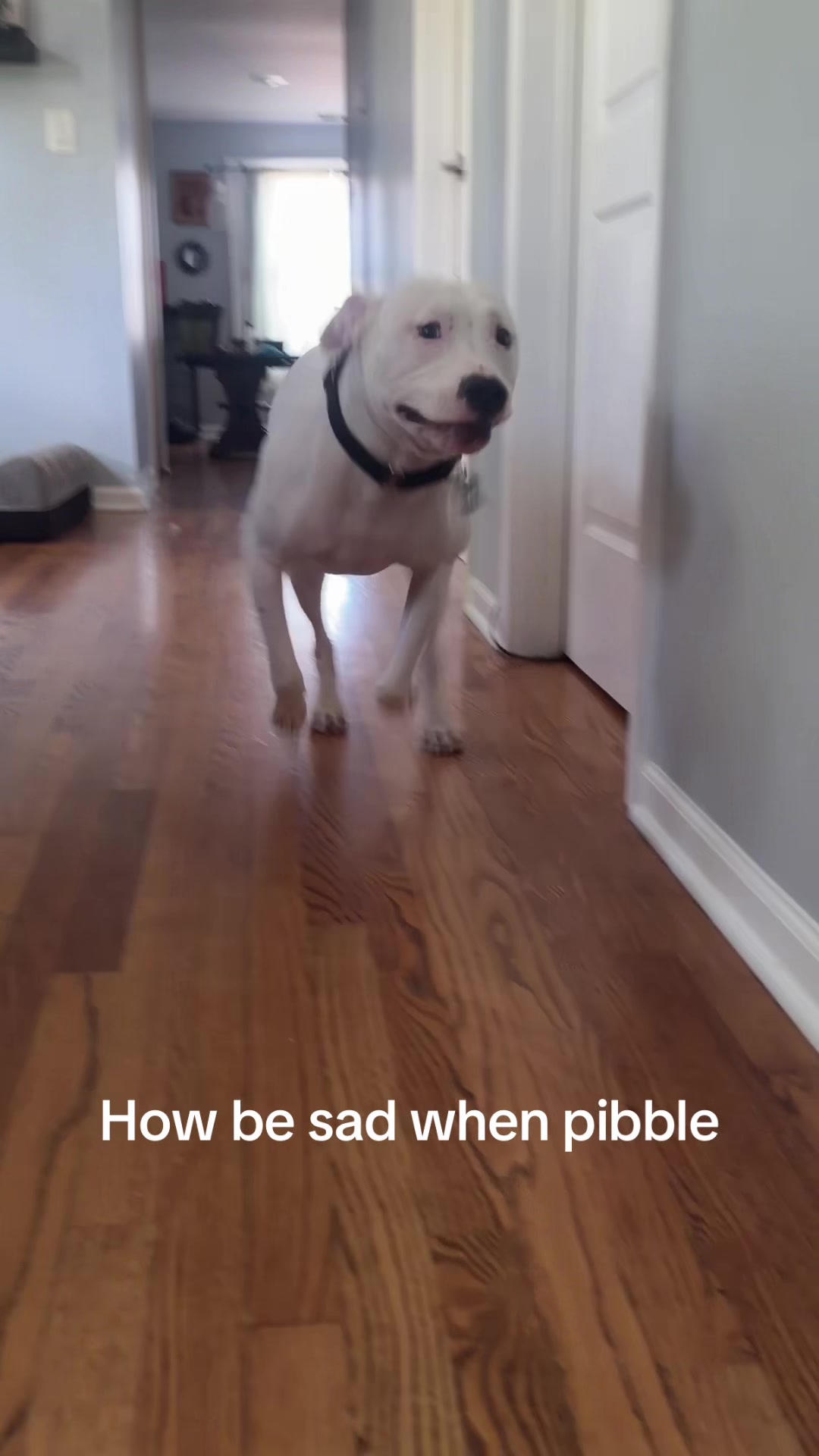 @dogstrainjen