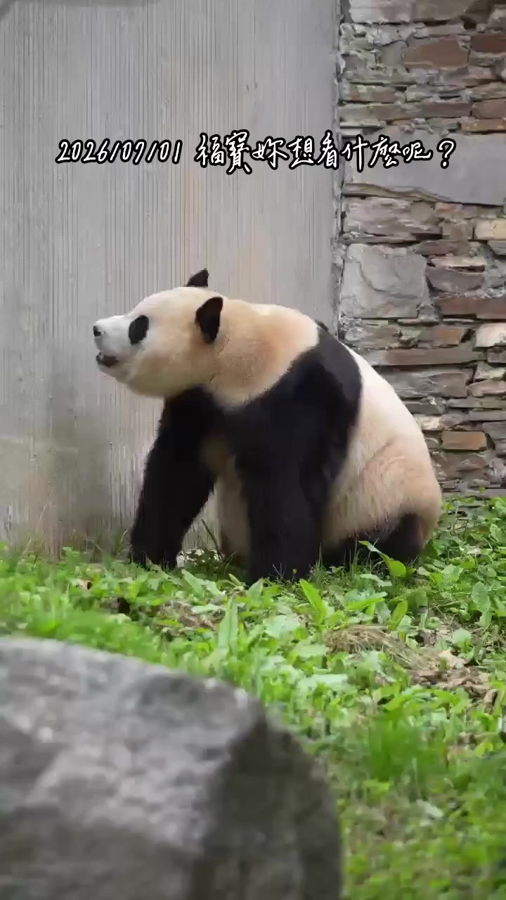 @福寶需要愛的抱抱