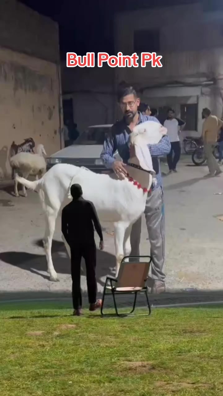 @Bullpointpk_official