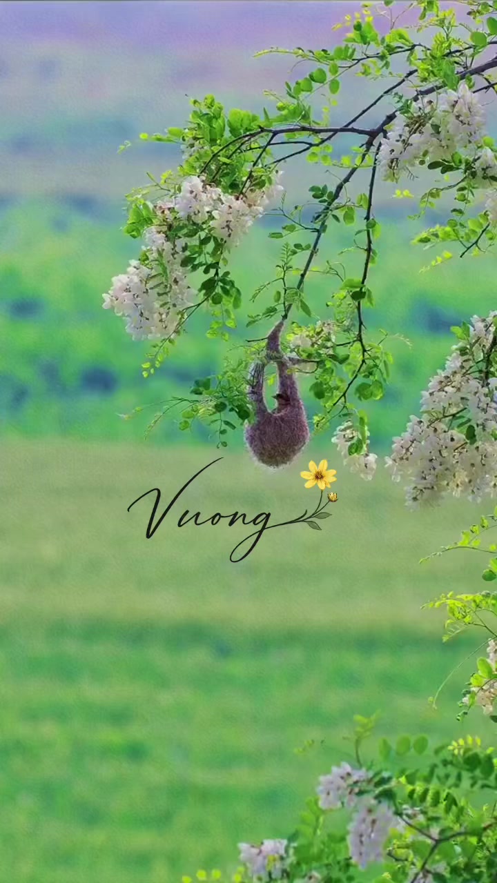 @Ho Minh Vuong 🌳