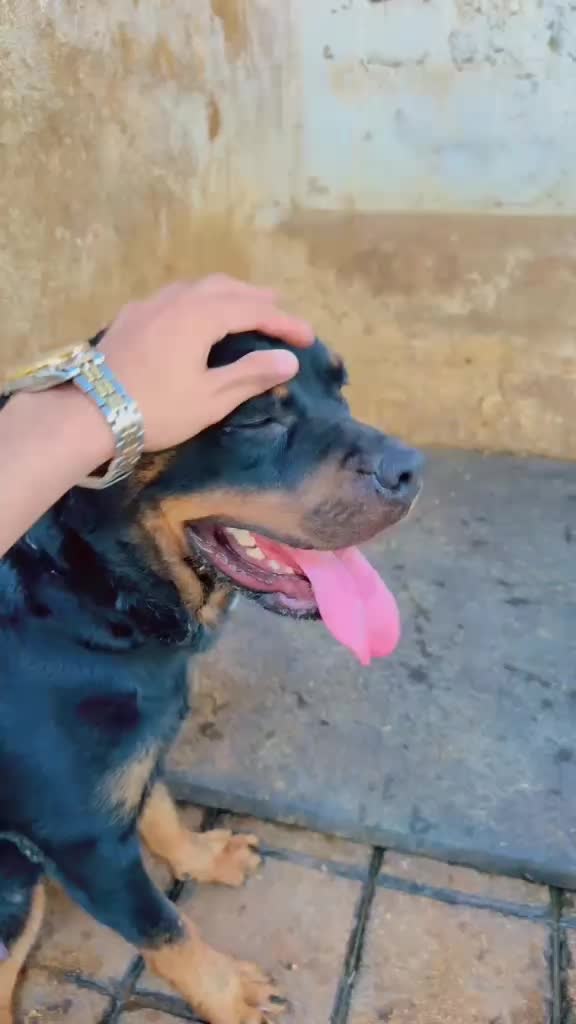 @Peshwar Dogs Center