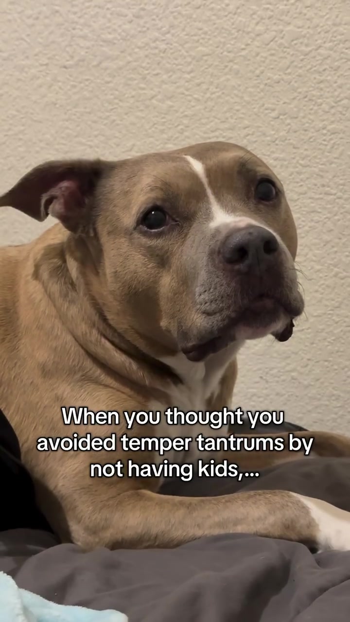 @Indie.pittie
