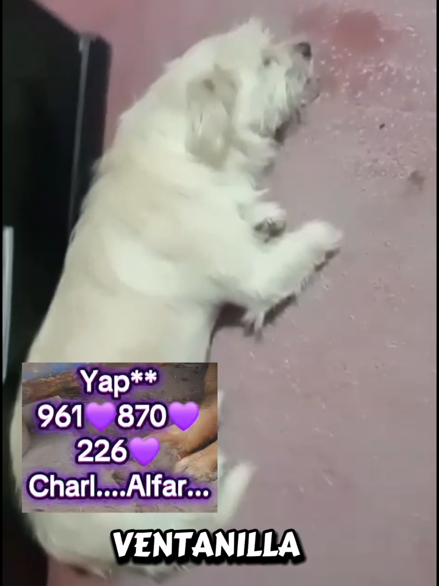 @Will AnimaLover
