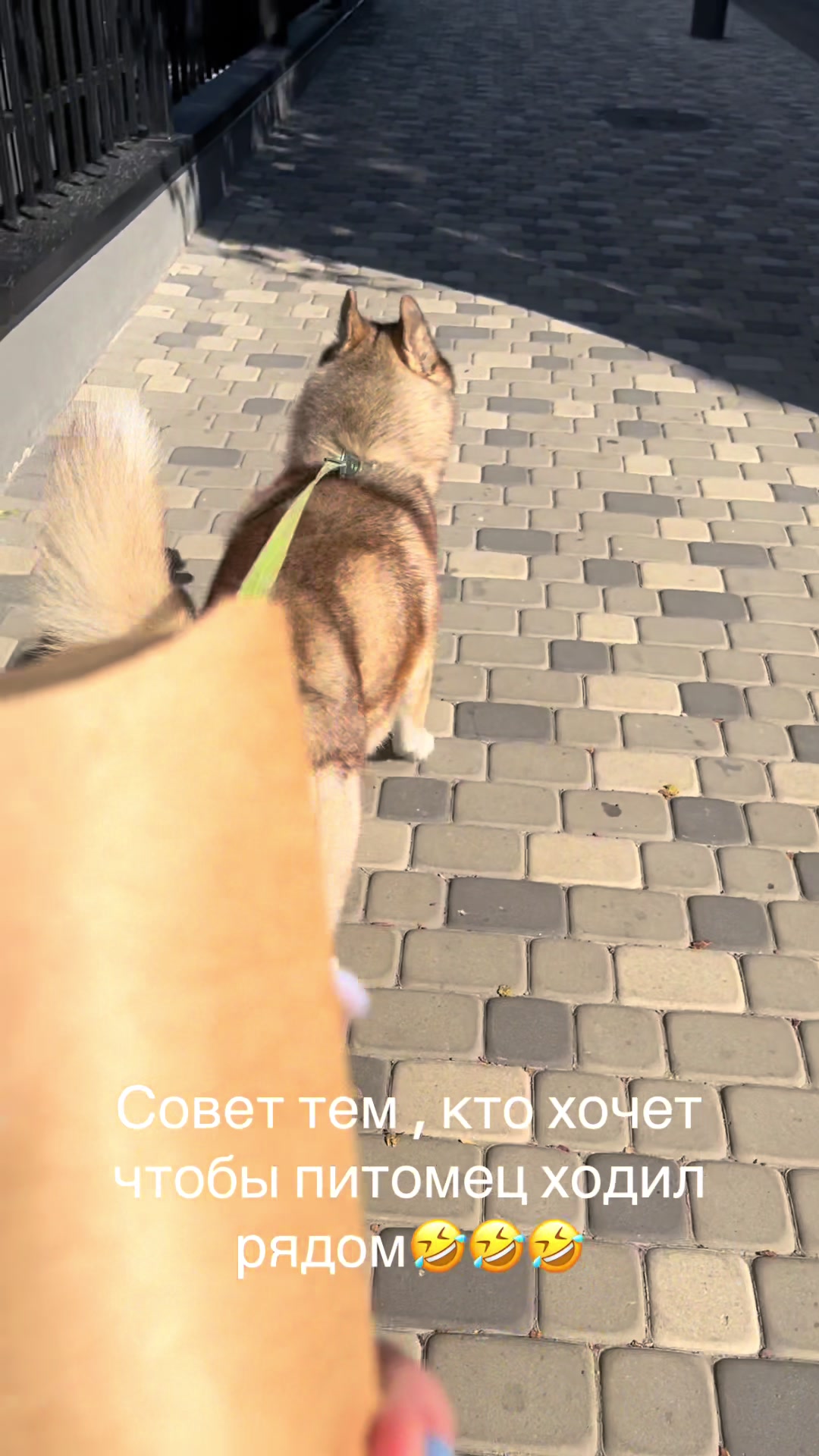 @🐕🦺Бонифаций и Арчибальд🐕