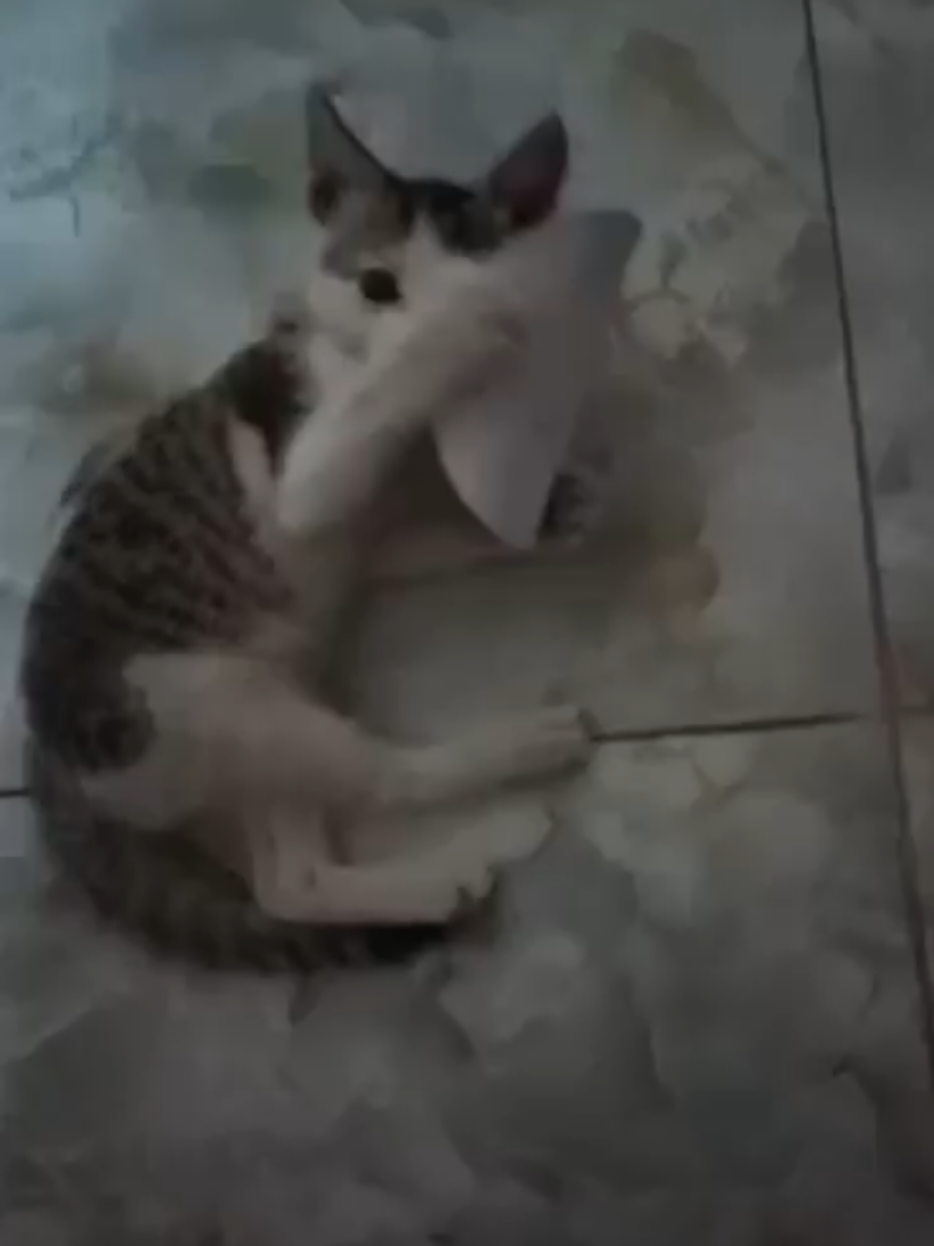 @đģ M I T H A I đģ