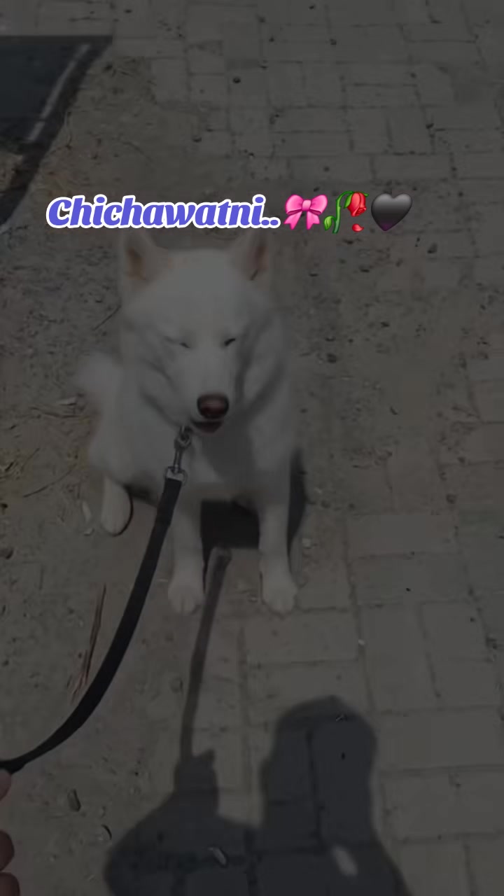 @𝐂hichawatni-Edits🙃