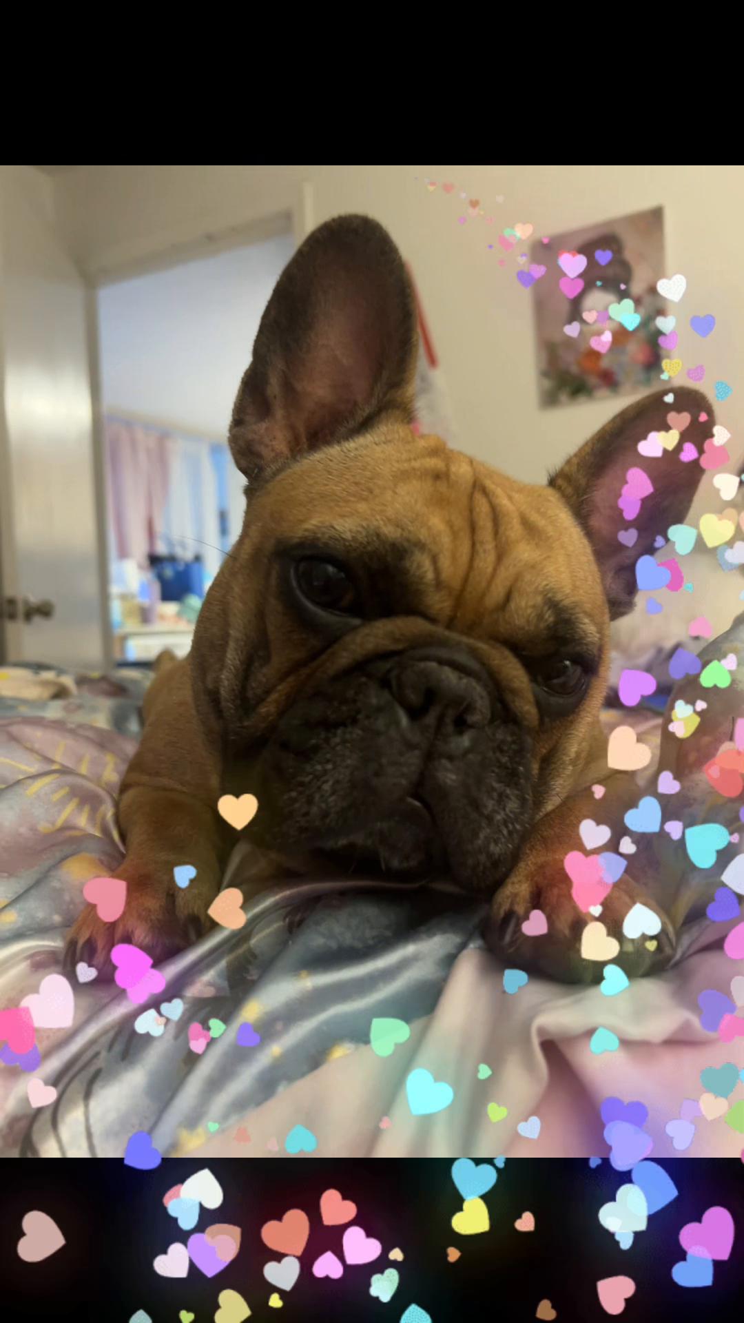 @FrenchBuldog