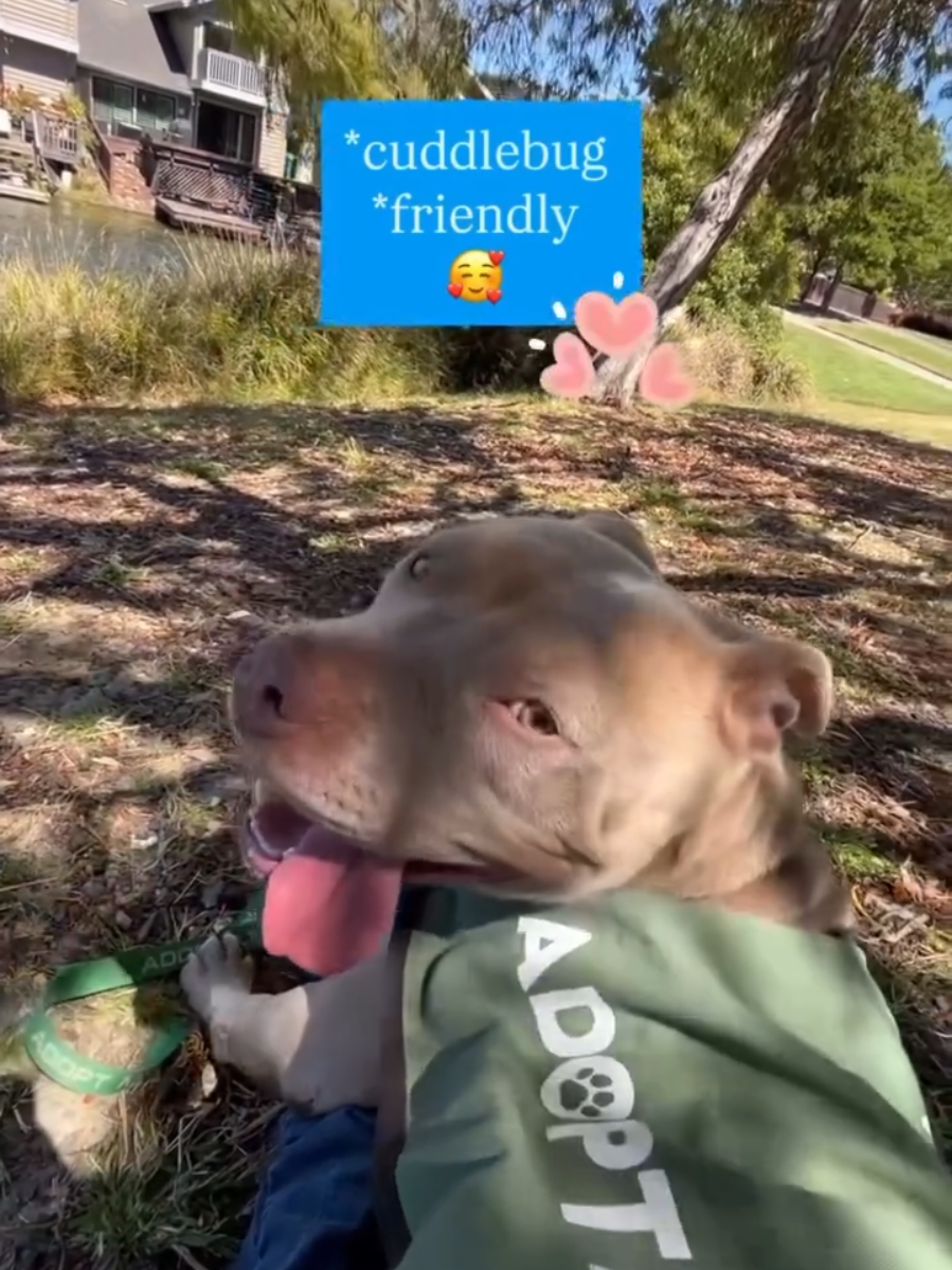 @Oakland Animal Services