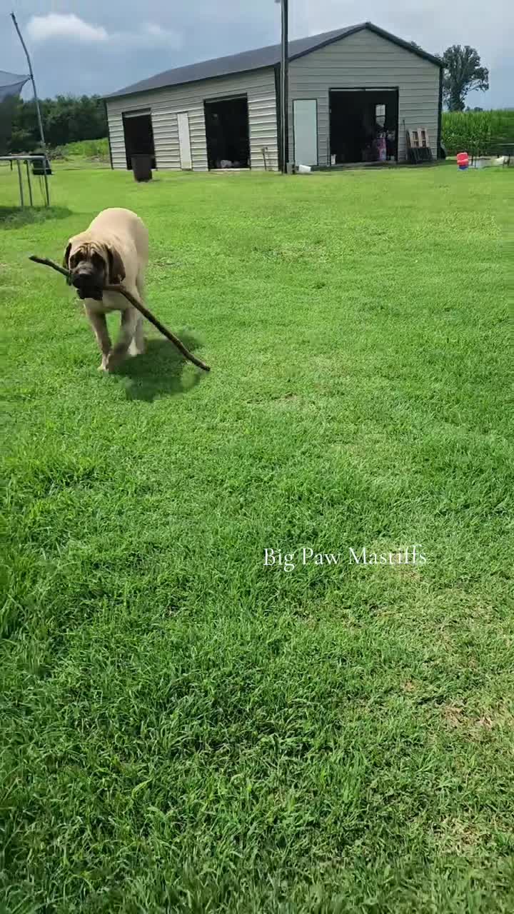 @Big Paw Mastiffs