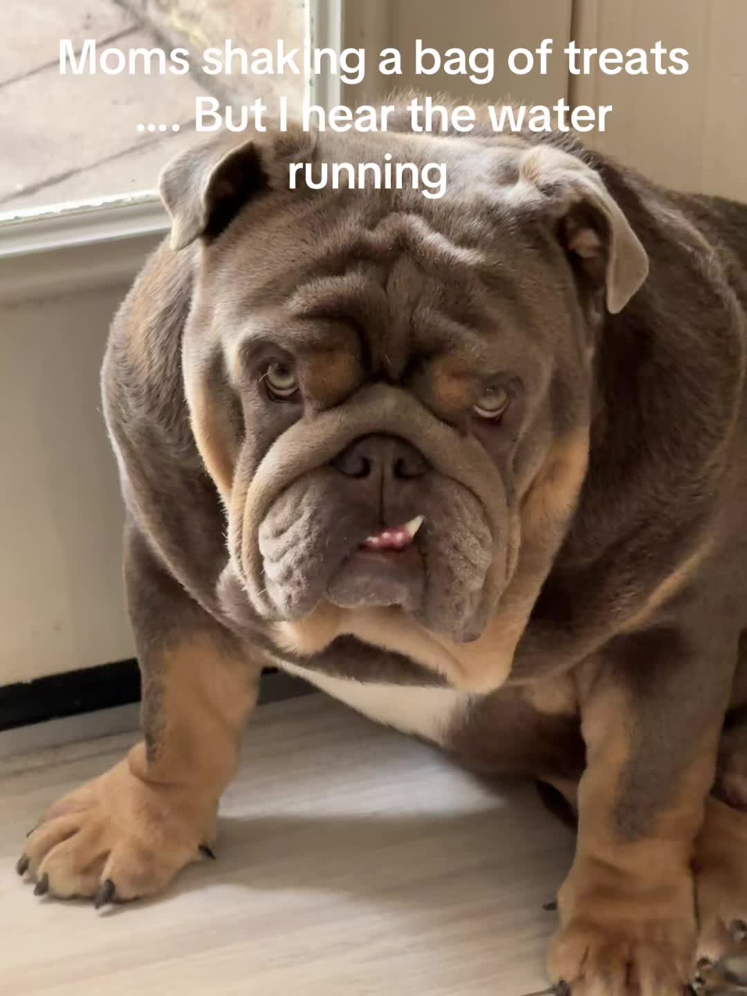 @RawlsTheBulldog