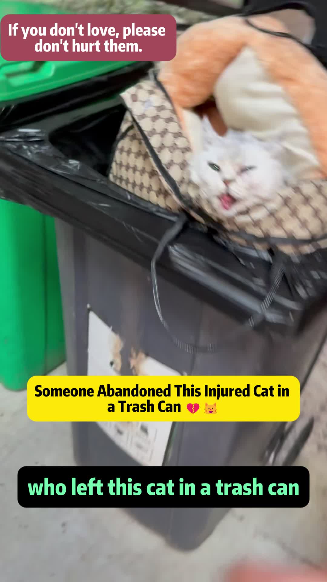 @Stray Cat Talkz