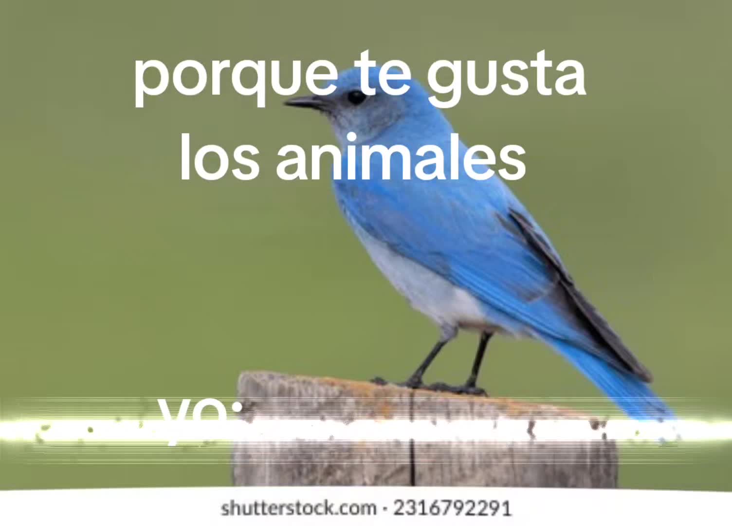 @Juega Junior