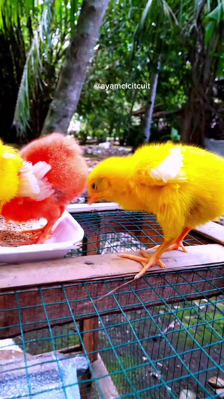 @Ayam Cicit Cuit