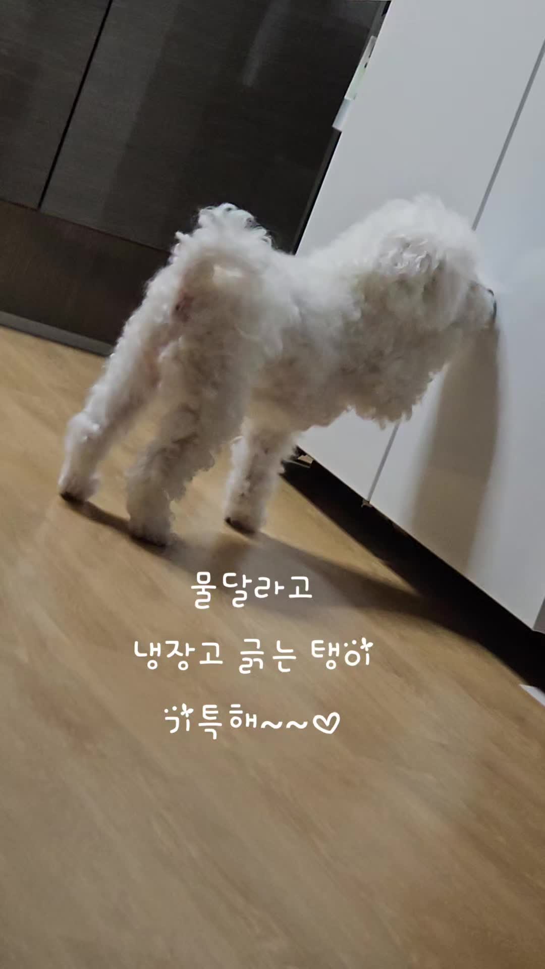 @만두탱이