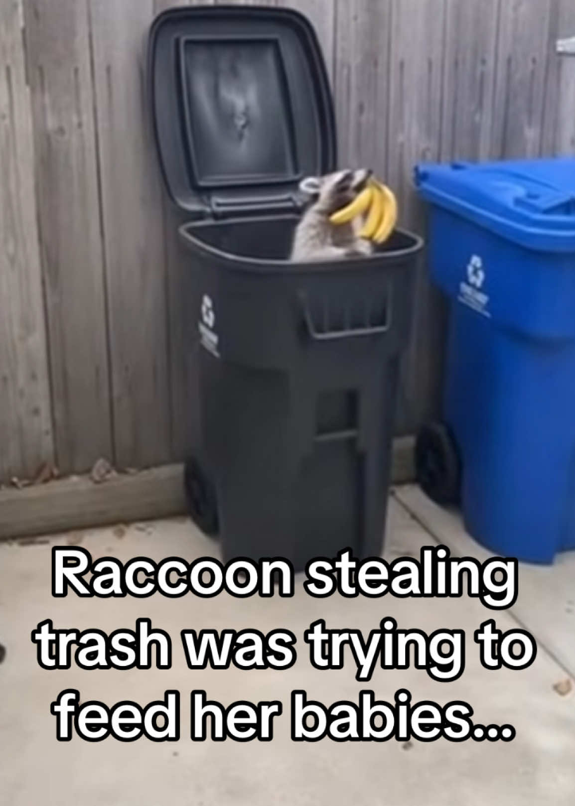@AnimalWorld