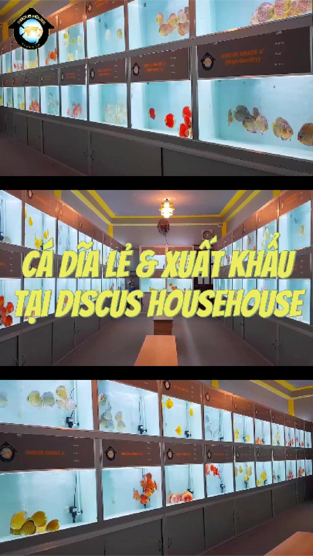 @Discus House Aquarium