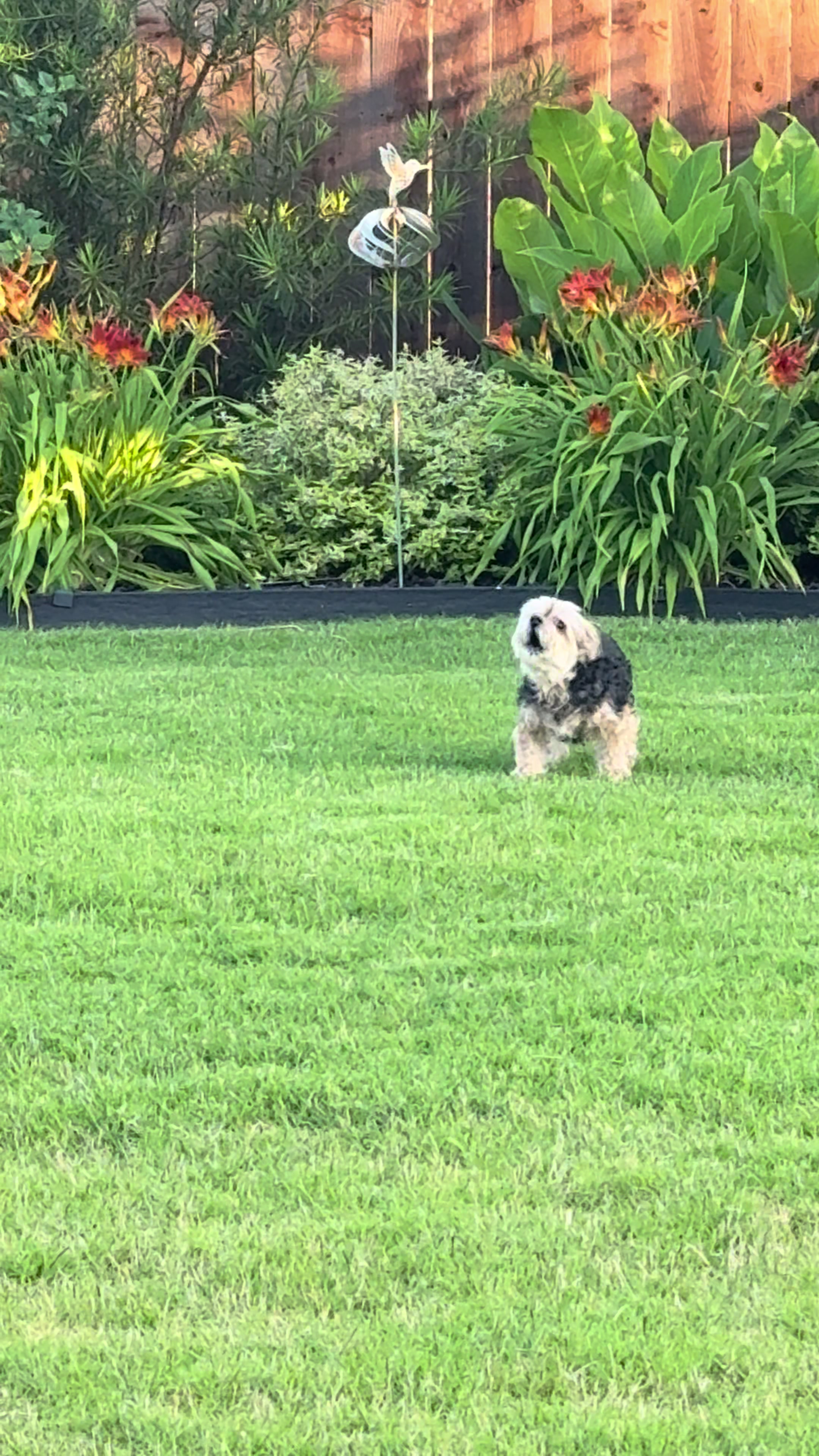 @My_4_Yorkies