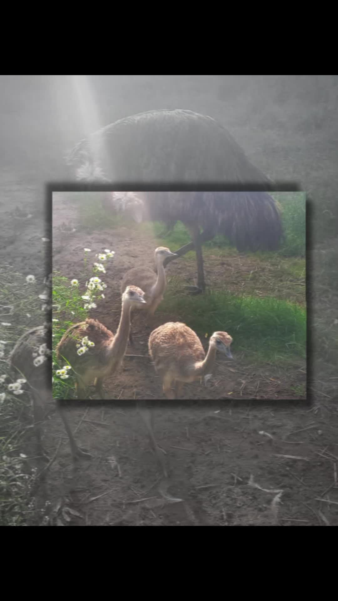 @🦚🆃𝓲𝓮𝓻🅿𝓪𝓻𝓴🆃𝓸𝓴🦚