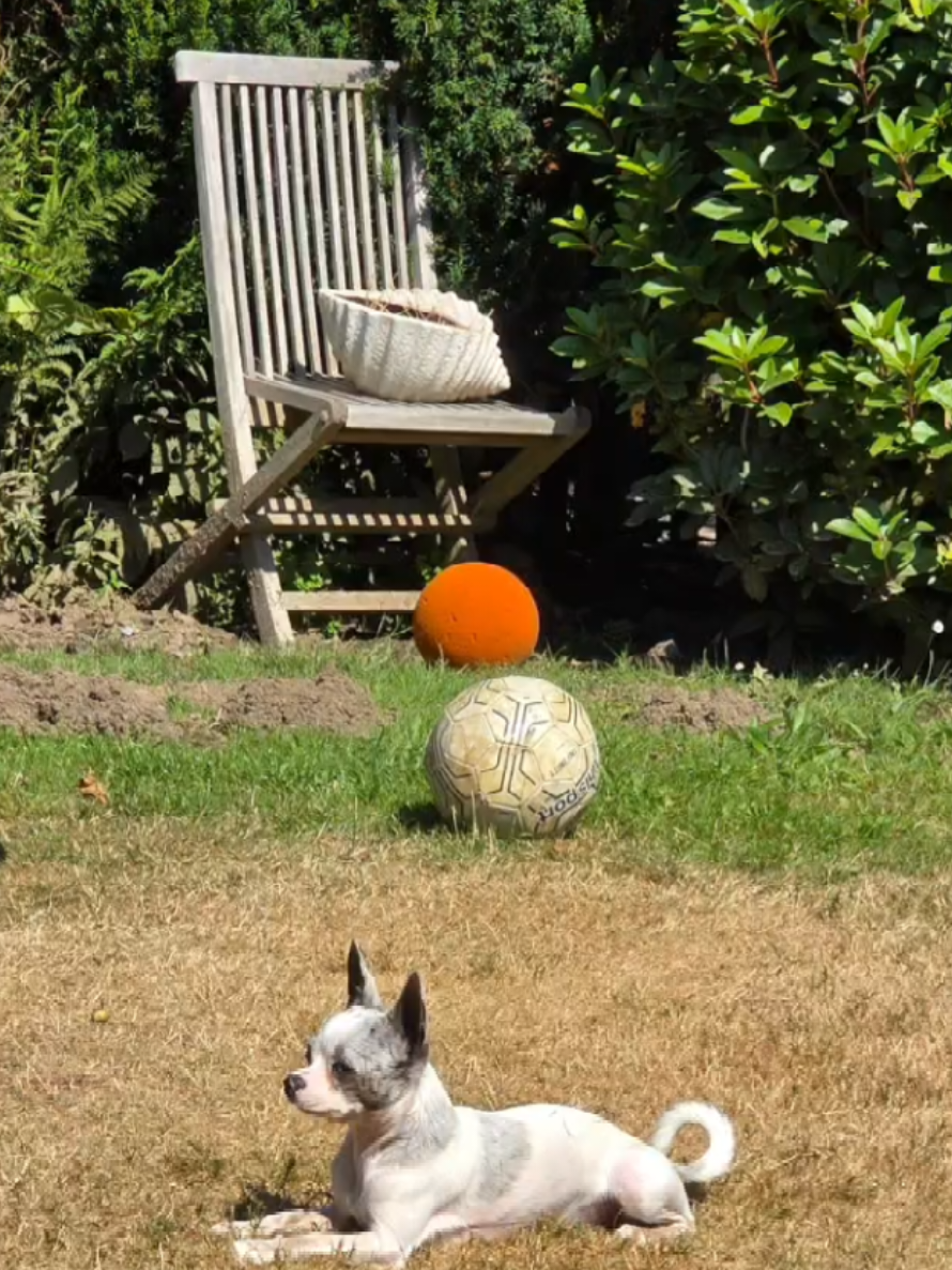 @Jerry_Coby_Chihuahua