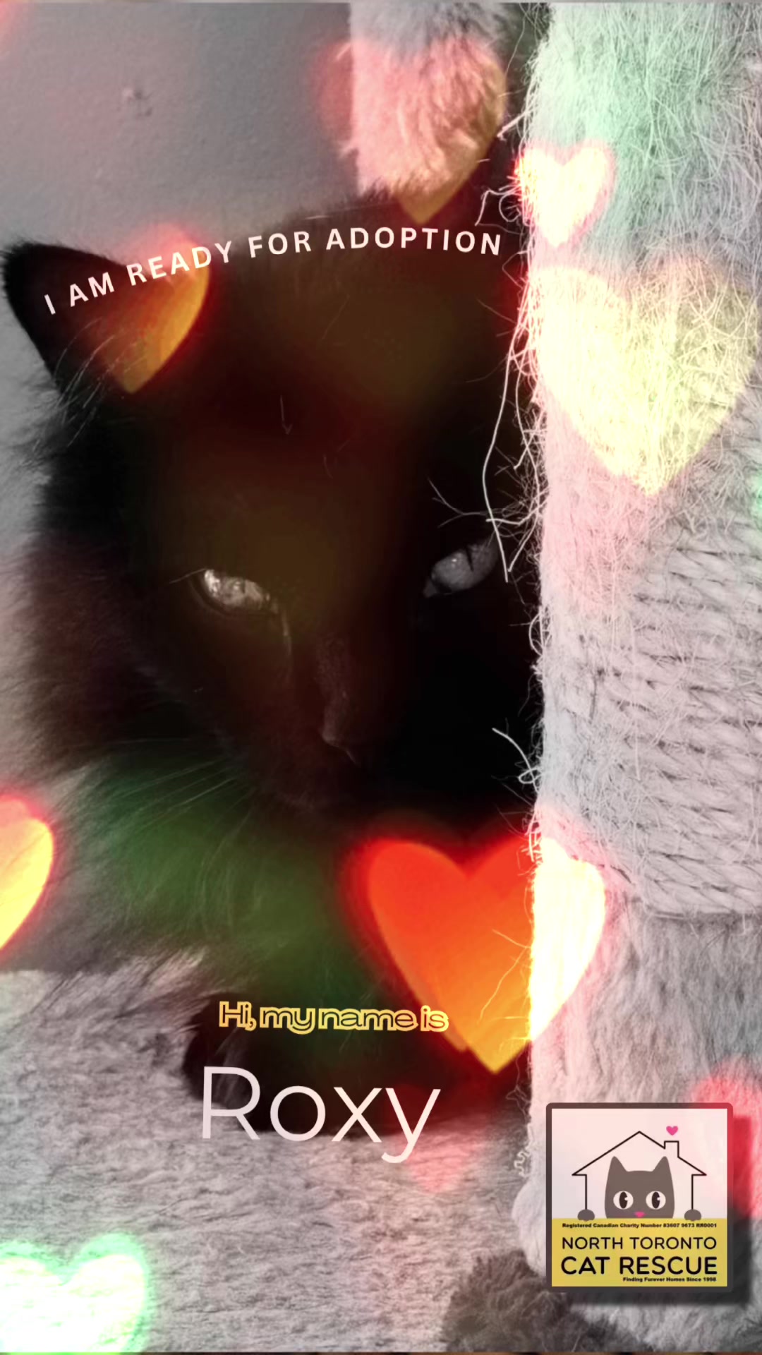 @North Toronto Cat Rescue