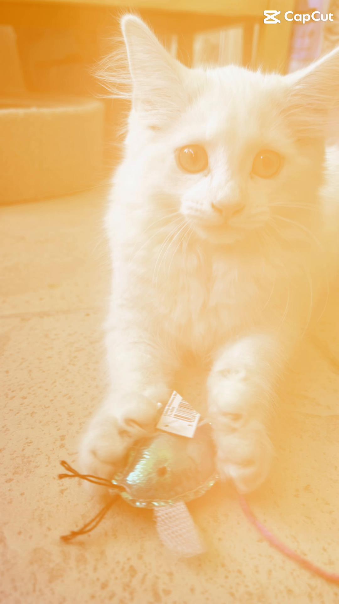 @Petlover1001