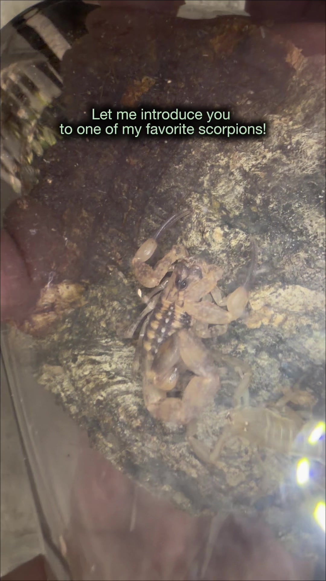 @Spider Conservatory