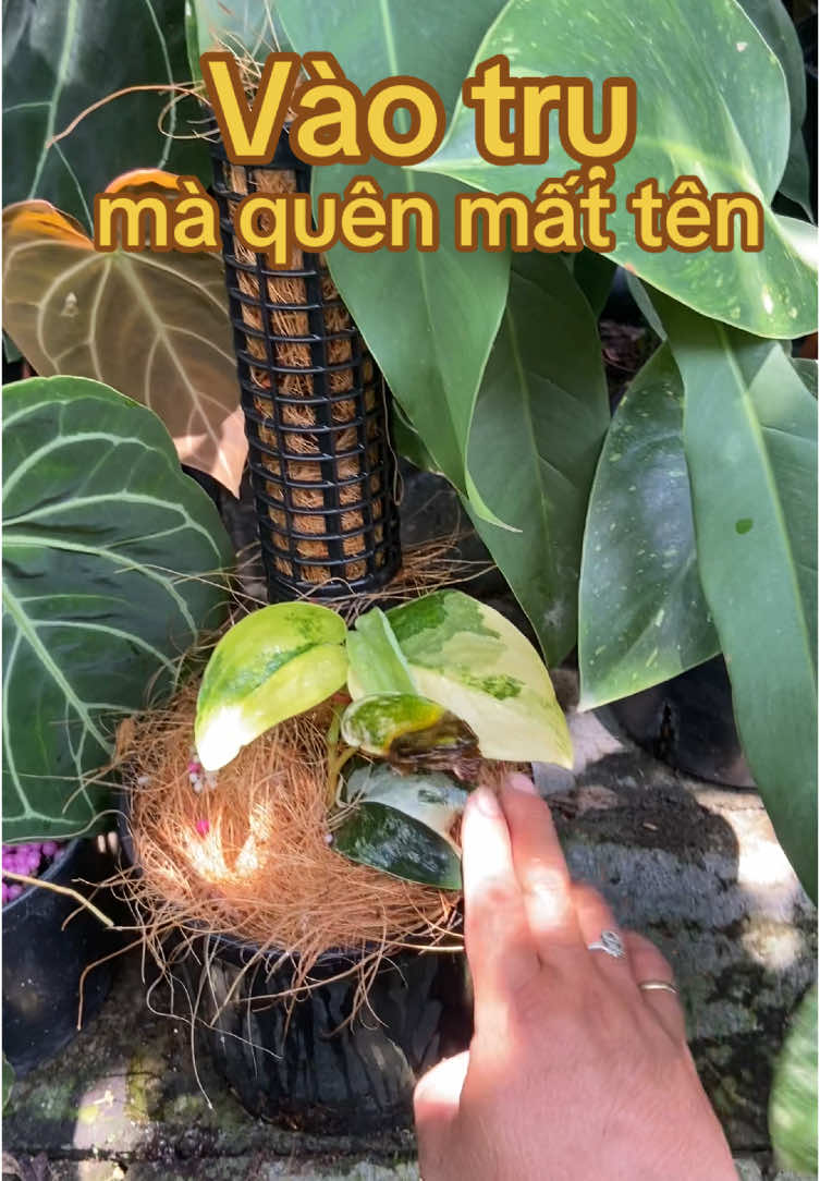 @Kid Garden Decor