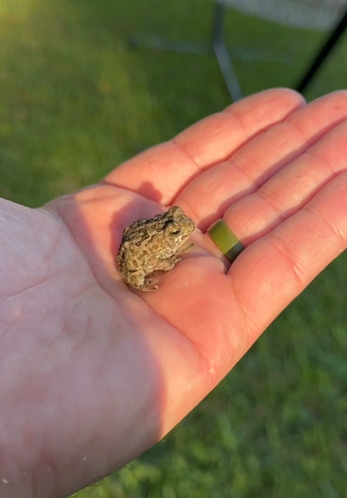 @Tommys_reptiles