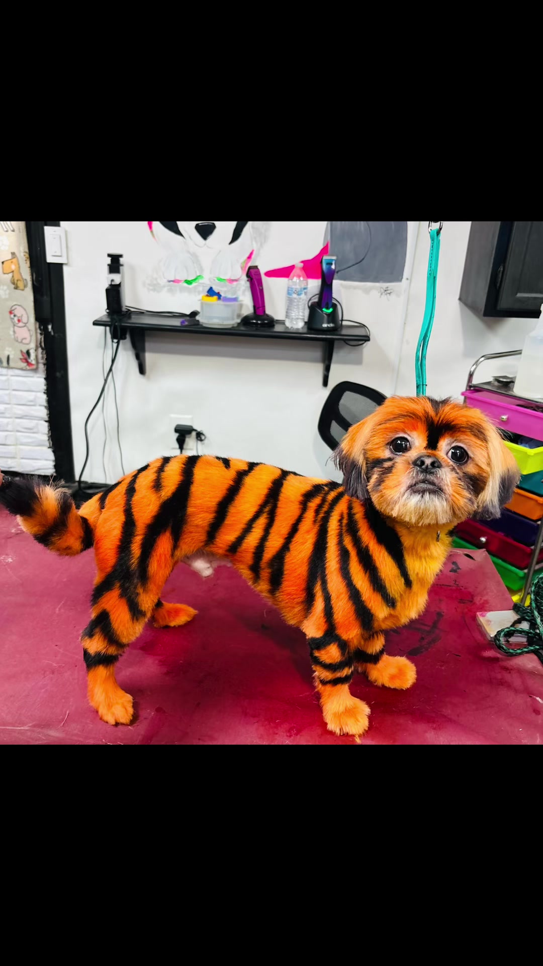 @PRETTY PAWS FURRY SALON🐾💜